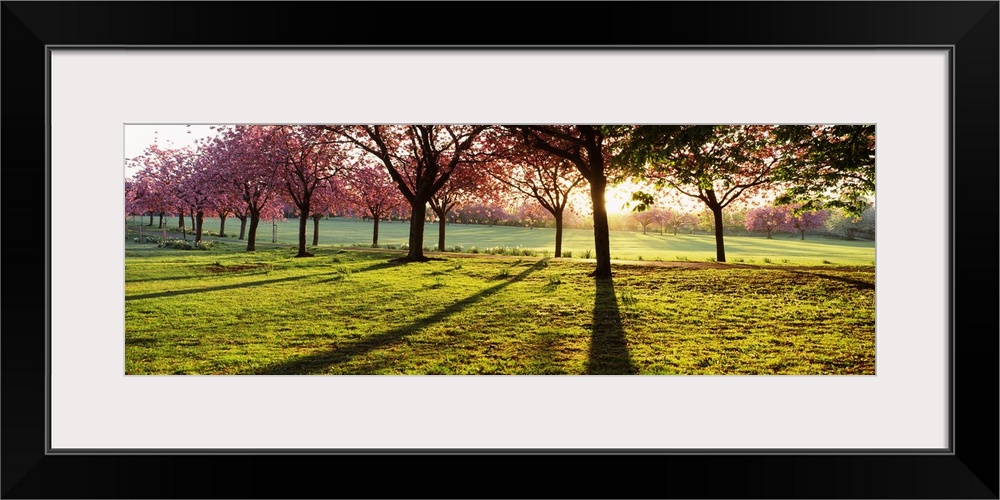 Giant, landscape photograph of a line of cherry trees casting shadows on green grass, while the sun rises behind them, in ...