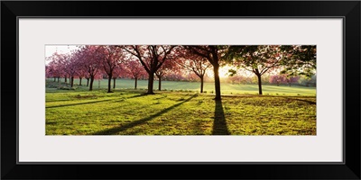 Cherry blossom in a park at dawn Stray Harrogate North Yorkshire England