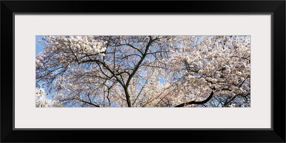 Cherry Blossom Tree