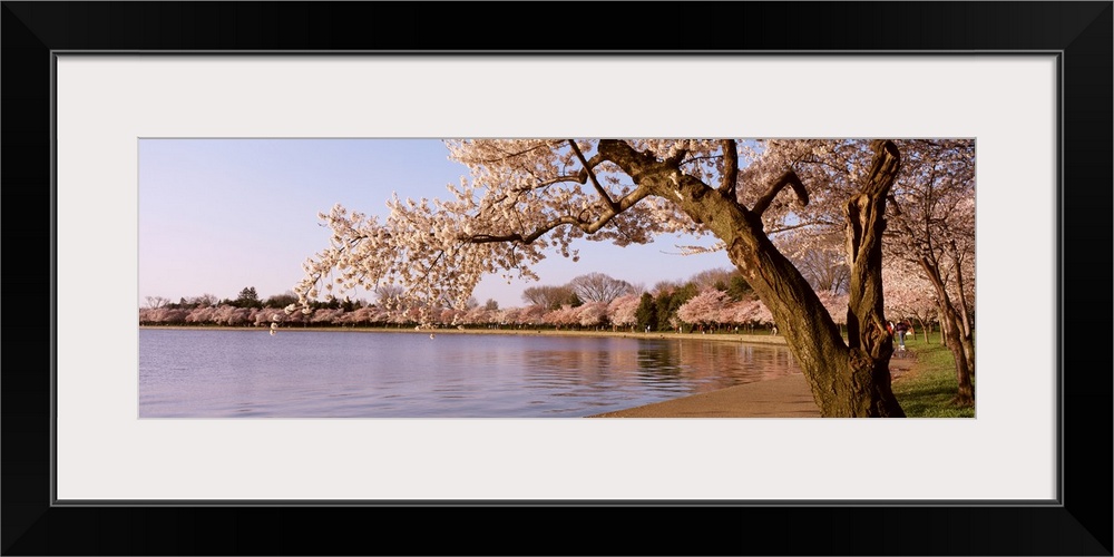 Panoramic photograph of water lined with huge flowering trees.