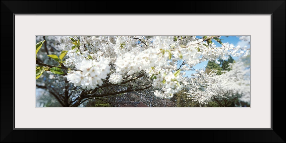 Cherry Blossom tree in a park, Volunteer Park, Capitol Hill, Seattle, Washington State,