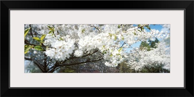 Cherry Blossom tree in a park, Volunteer Park, Capitol Hill, Seattle, Washington State,