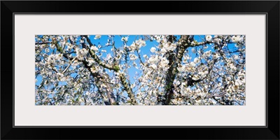 Cherry Blossoms CA
