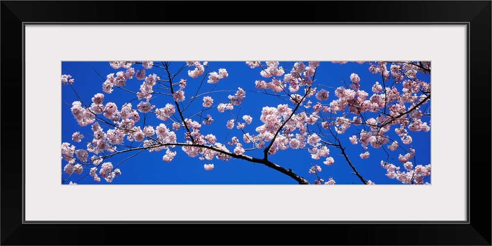 A panoramic canvas that is a close up of blossoms on a branch in the spring against a clear sky.