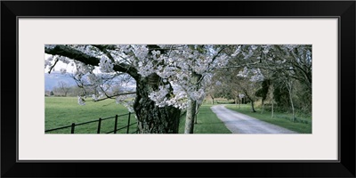 Cherry Trees and Path Killaney Ireland