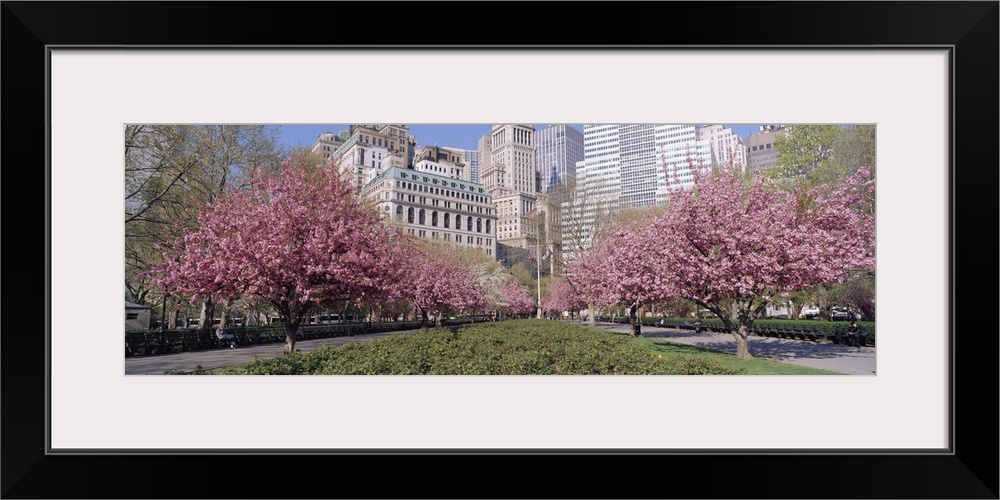 Panoramic photograph of two huge flowering trees with city buildings and skyscrapers in the background.