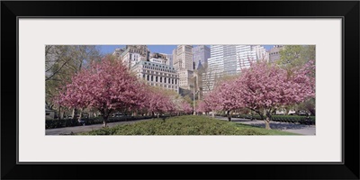 Cherry Trees Battery Park New York City NY