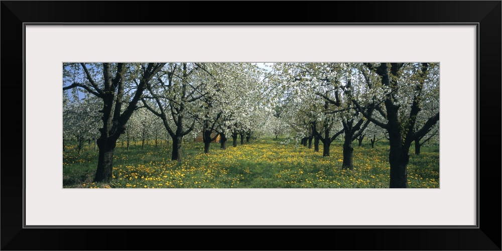 Cherry trees in a forest, Kaiserstuhl, Konigschaffhausen, Germany