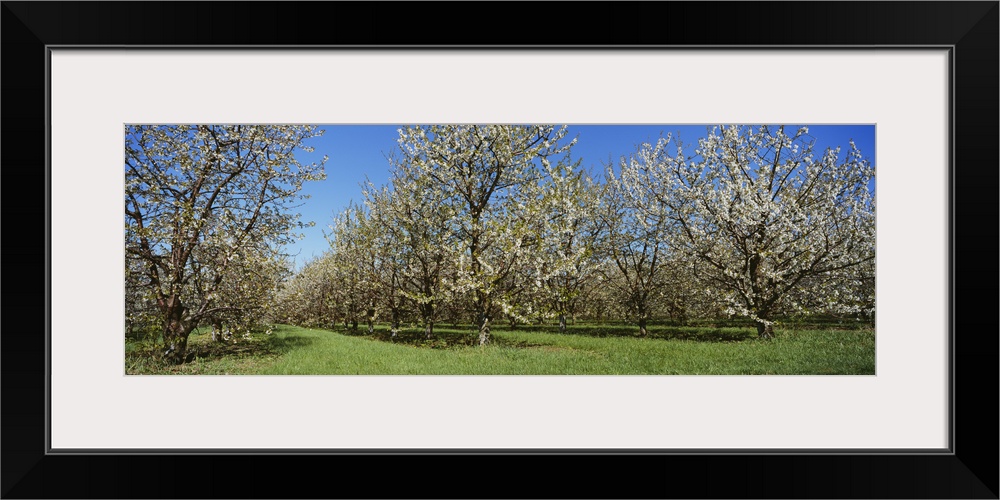 Cherry trees in an orchard, Leelanau Peninsula, Michigan