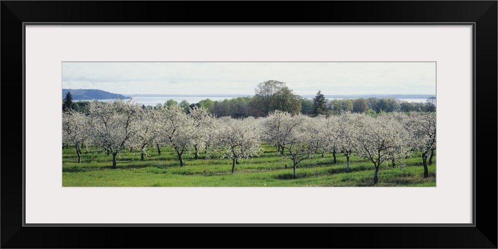 Cherry trees in an orchard, Mission Peninsula, Traverse City, Michigan