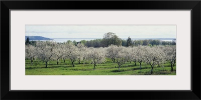 Cherry trees in an orchard, Mission Peninsula, Traverse City, Michigan