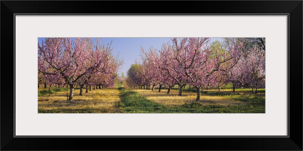 Cherry trees in an orchard, South Haven, Michigan