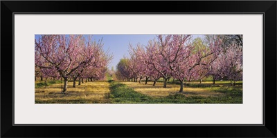 Cherry trees in an orchard, South Haven, Michigan