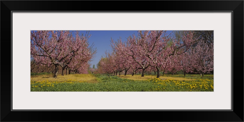 Cherry trees in an orchard, South Haven, Michigan