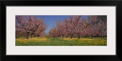 Cherry trees in an orchard, South Haven, Michigan