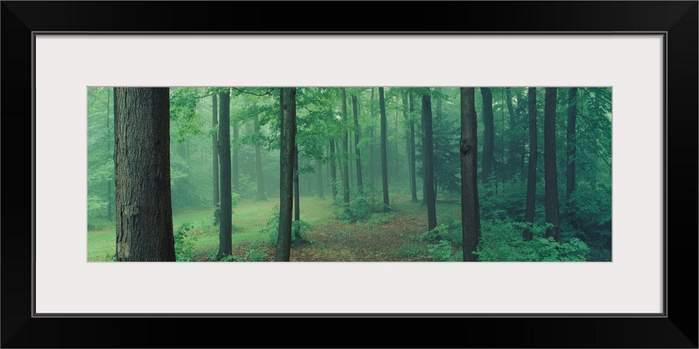 A panoramic photograph of a misty forest in a park.