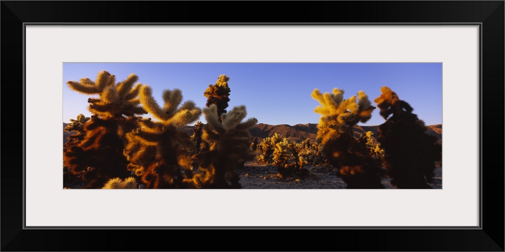 Cholla cactus plants on a landscape, California