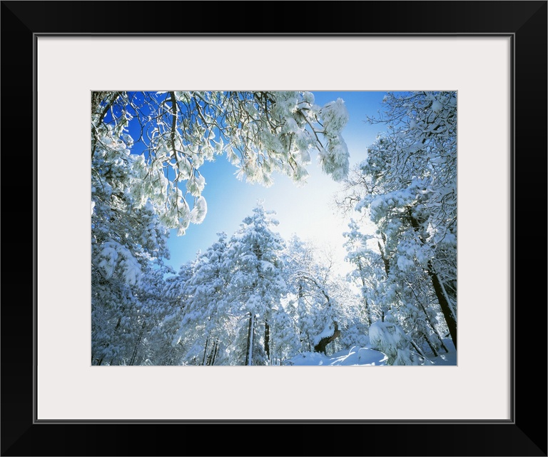 Big photograph captured from ground level of a forest crowded with trees that have been covered with snow.