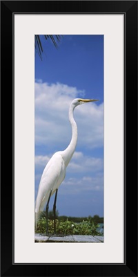 Close-up of a Great egret (Ardea alba) perching, Gulf Of Mexico, Florida