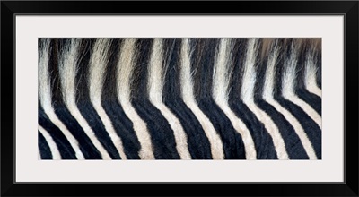 Close-up of a Greveys zebra stripes and mane