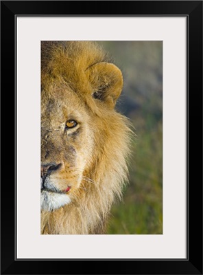 Close-up of a lion, Ngorongoro Conservation Area, Arusha Region, Tanzania (Panthera leo)