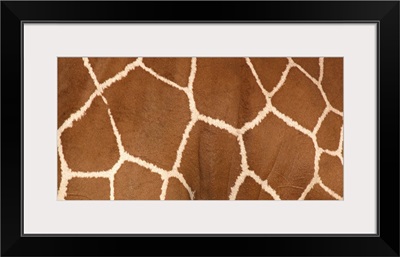 Close-up of a reticulated giraffe markings
