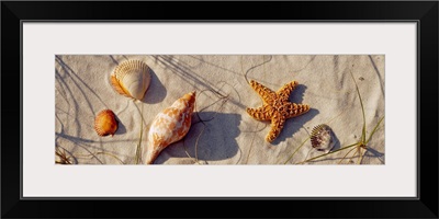 Close-up of a starfish and seashells on the beach, Dauphin Island, Alabama
