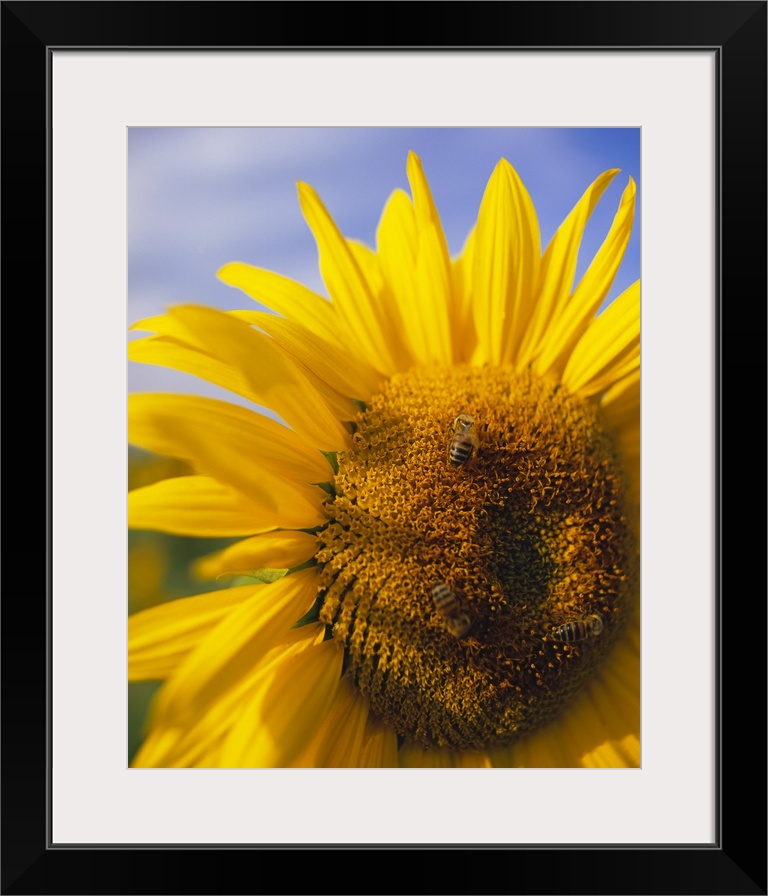 Canvas photo art of the up-close of a sunflower with a bubble bee sitting on top of the head.