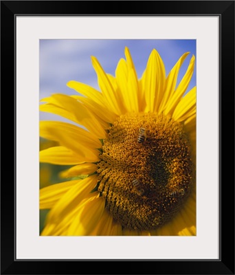 Close-up of a Sunflower (Helianthus annuus), Baden-Wurttemberg, Germany