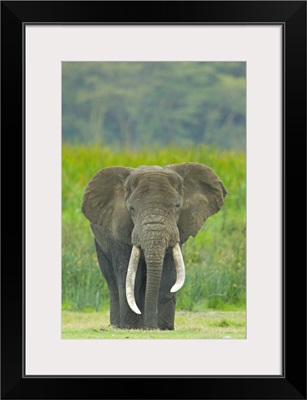 Close-up of an African elephant in a field, Ngorongoro Crater, Arusha Region, Tanzania (Loxodonta Africana)