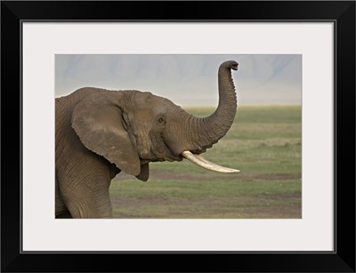 Close-up of an African elephant, Ngorongoro Crater, Arusha Region, Tanzania (Loxodonta Africana)