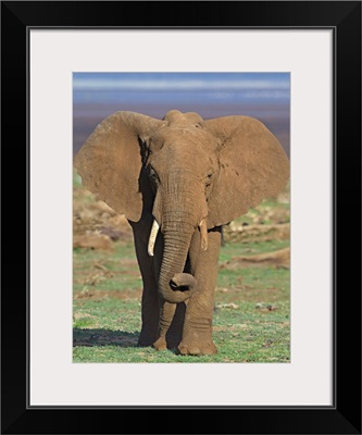 Close-up of an African elephant walking in a field, Lake Manyara, Arusha Region, Tanzania (Loxodonta Africana)