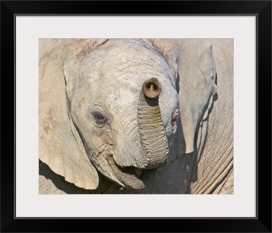 Close-up of an elephant calf, Ngorongoro Conservation Area, Arusha Region, Tanzania (Loxodonta Africana)