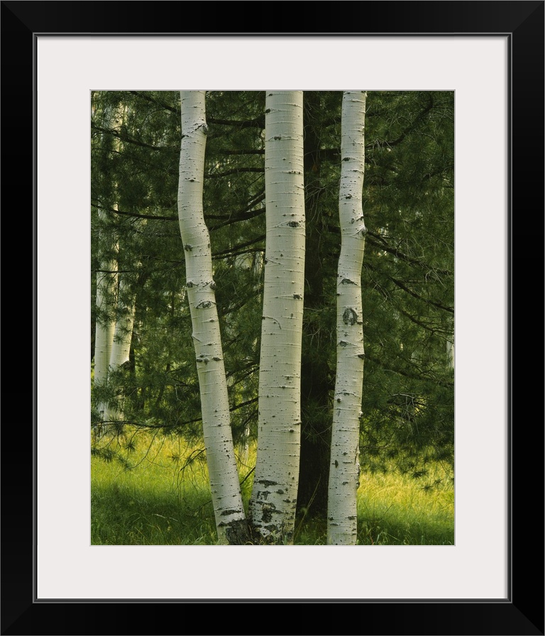 Close-up of aspen trees, Apache-Sitgreaves National Forest, Arizona