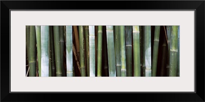 Close up of bamboos