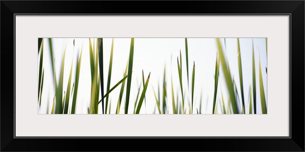 View of several blades of marsh grasses against the sky seen from the ground.