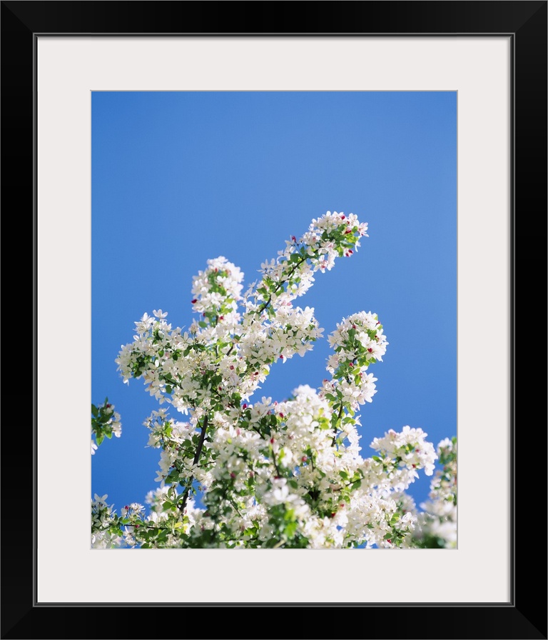 Close-up of cherry blossoms, Washington DC