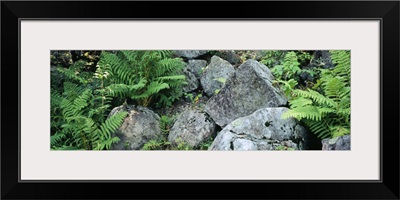 Close-up of ferns on rocks, Moose River, Adirondack Mountains, New York State