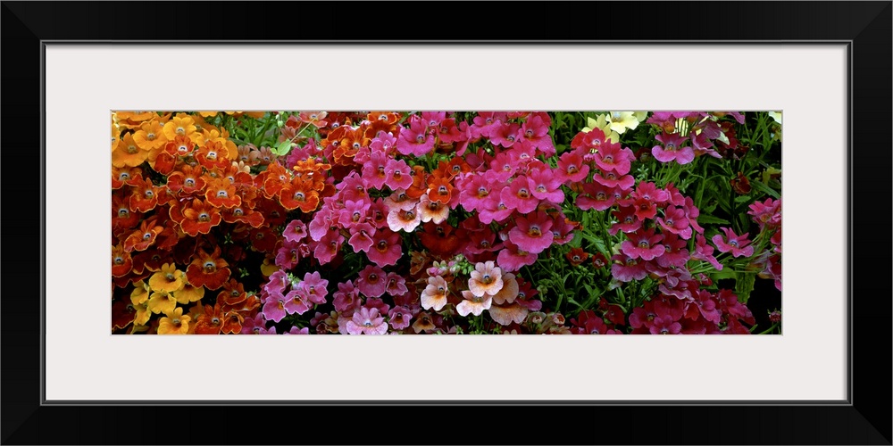 Close-up of flowers