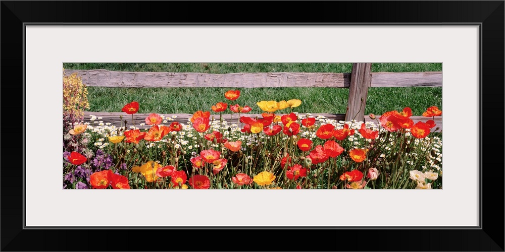 This is a close up panoramic photograph of poppies growing at the base of a distressed wooden fence.