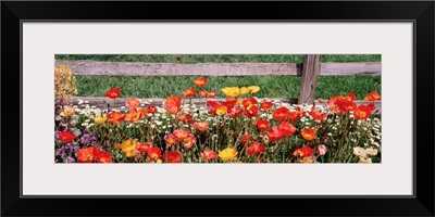 Close-up of flowers growing near a fence