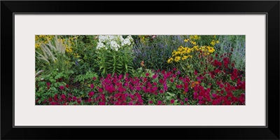 Close-up of flowers in a garden