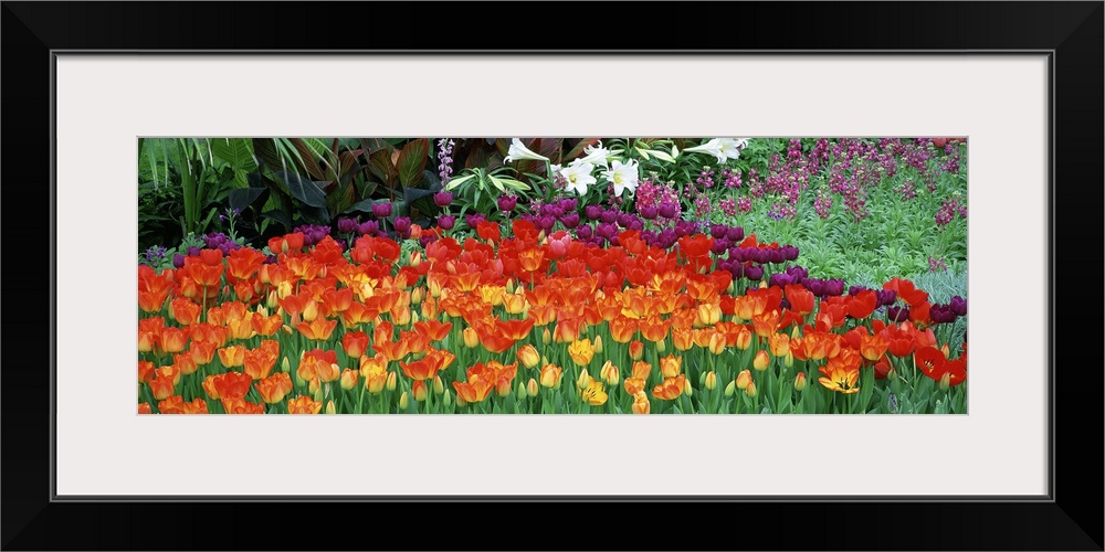 Big panoramic artwork consists of colorful tulips showcased in the front and other wild flowers and plants in the background.