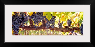 Close up of grapes in a vineyard Napa Napa County California