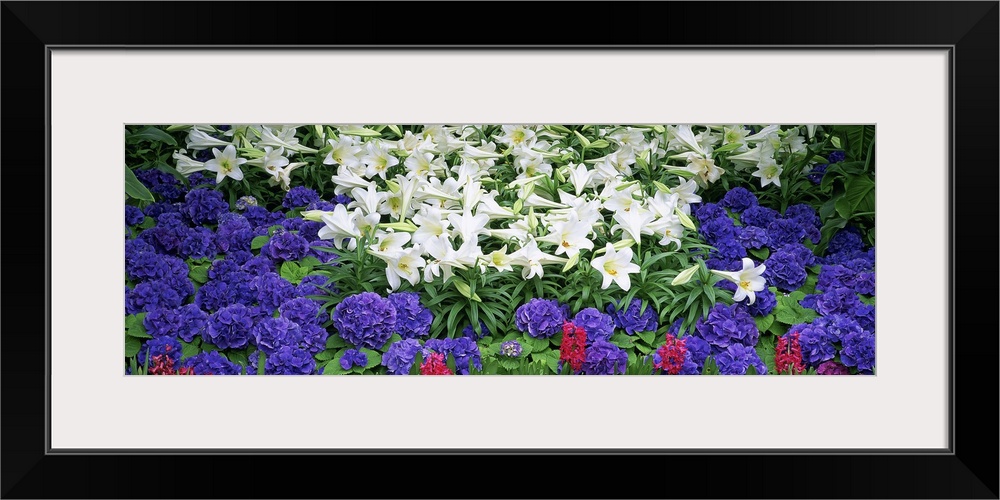 Close-up of lilies in a garden, Botanical Gardens of Buffalo & Erie County, Buffalo, New York