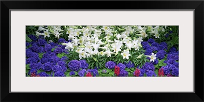 Close-up of lilies in a garden, Botanical Gardens of Buffalo & Erie County, Buffalo, New York