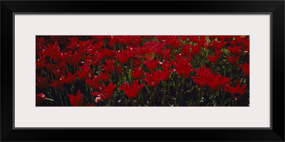 This is a panoramic shaped photograph that is a close up flowers growing together in the spring.