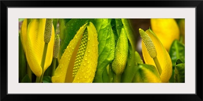 Close-up of skunk cabbage