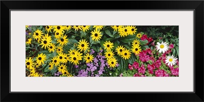 Close-up of Sunflowers, Adirondack Mountains, New York State