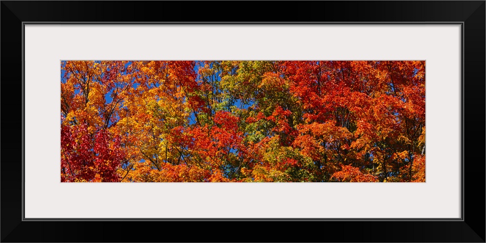 Panoramic photograph focuses on the tops of a giant group of trees displaying their warm Autumn colors.